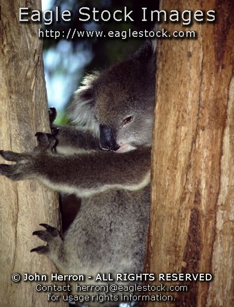 Koala Bear Photo #koala1699279-22  - Koala's are so beautiful.   You can have this beautiful picture hanging on your living room wall.